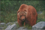(image for) Kodiak Bear